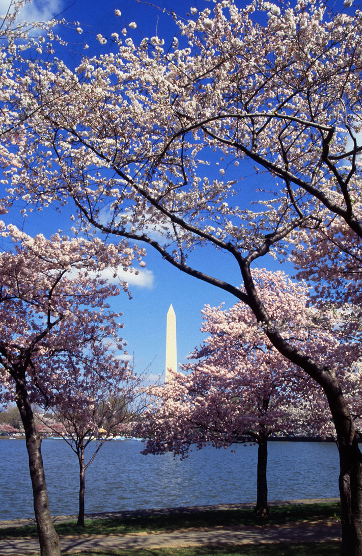 cherry blossoms in Washington DC